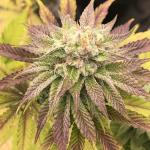 Royal Poop Cannabis Seeds (3 Pack)