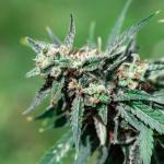 Northern Lights Cannabis Clone