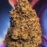 Royal Fruit Salad Cannabis Seeds (3 Pack)