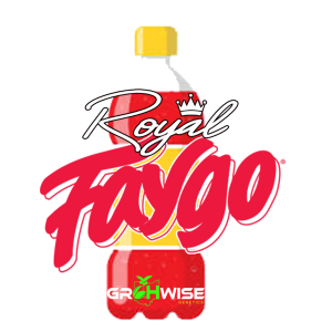 Royal Faygo Cannabis Seeds (3 Pack)